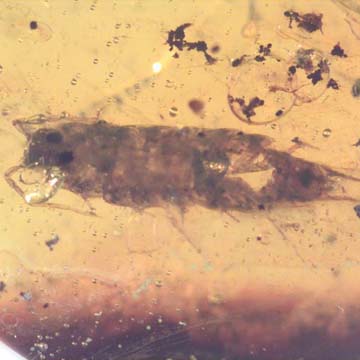 Rare Isopod In Dominican Amber