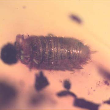Rare Isopod In Dominican Amber