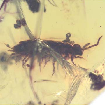 Rare Isopod In Dominican Amber