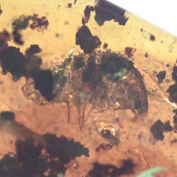 Rare Isopod In Dominican Amber Rare Isopod In Dominican Amber