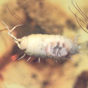 Rare Isopod In Dominican Amber