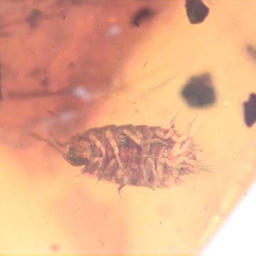 Rare Isopod In Dominican Amber Rare Isopod In Dominican Amber