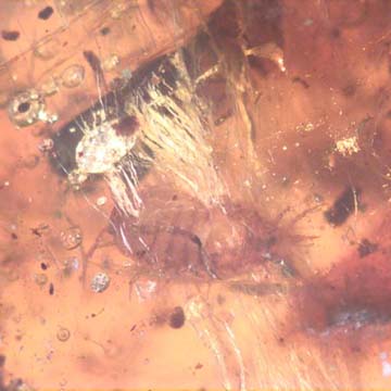 Rare Isopod In Dominican Amber Rare Isopod In Dominican Amber