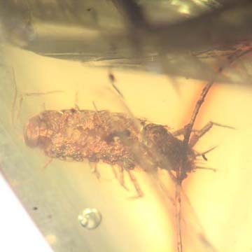 Rare Isopod In Dominican Amber Rare Isopod In Dominican Amber