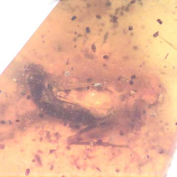 Rare Isopod Interact With Cricket In Dominican Amber Rare Isopod Interact With Cricket In Dominican Amber