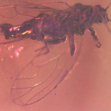 Rare Jumping Plant Lice In Dominican Amber