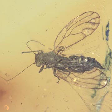 Rare Jumping Plant Lice In Dominican Amber Rare Jumping Plant Lice In Dominican Amber