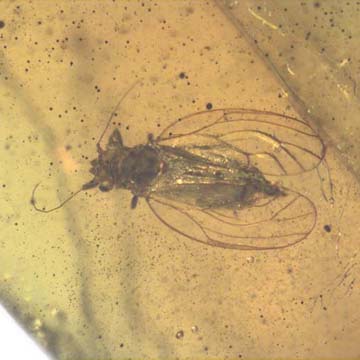 Rare Jumping Plant Lice In Dominican Amber Rare Jumping Plant Lice In Dominican Amber