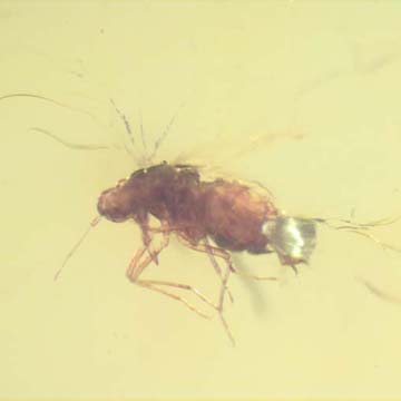 Rare Jumping Plant Lice In Dominican Amber Rare Jumping Plant Lice In Dominican Amber