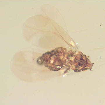 Rare Jumping Plant Lice In Dominican Amber Rare Jumping Plant Lice In Dominican Amber