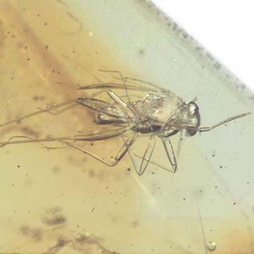 Rare Jumping Plant Lice In Dominican Amber Rare Jumping Plant Lice In Dominican Amber
