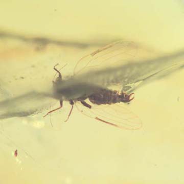 Rare Jumping Plant Lice In Dominican Amber Rare Jumping Plant Lice In Dominican Amber