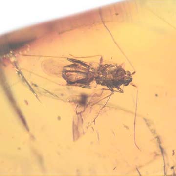 Rare Jumping Plant Lice In Dominican Amber