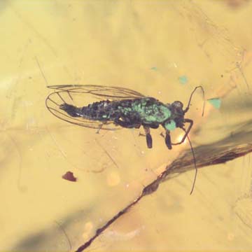 Rare Jumping Plant Lice In Dominican Amber Rare Jumping Plant Lice In Dominican Amber