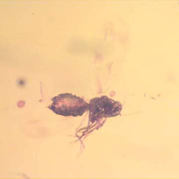 Rare Jumping Plant Lice In Dominican Amber