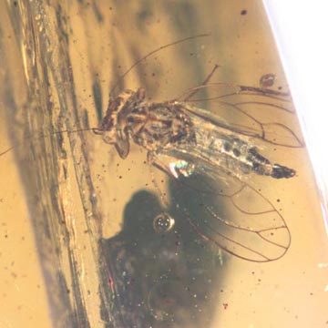 Rare Jumping Plant Lice In Dominican Amber Rare Jumping Plant Lice In Dominican Amber