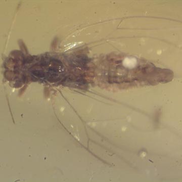 Rare Jumping Plant Lice In Dominican Amber Rare Jumping Plant Lice In Dominican Amber
