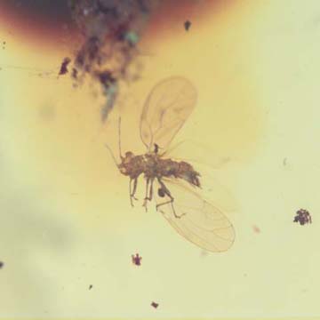 Rare Jumping Plant Lice In Dominican Amber