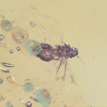 Rare Jumping Plant Lice In Dominican Amber Rare Jumping Plant Lice In Dominican Amber