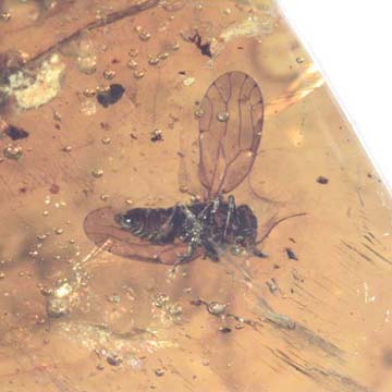 Rare Jumping Plant Lice In Dominican Amber Rare Jumping Plant Lice In Dominican Amber