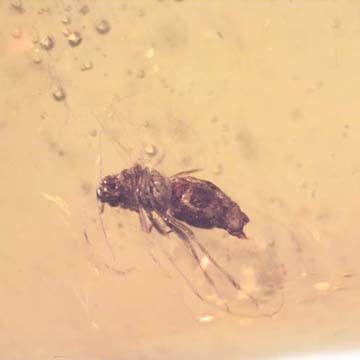 Rare Jumping Plant Lice In Dominican Amber Rare Jumping Plant Lice In Dominican Amber