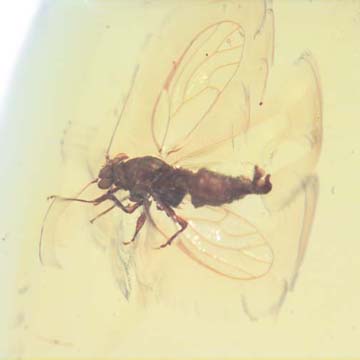 Rare Jumping Plant Lice In Dominican Amber Rare Jumping Plant Lice In Dominican Amber