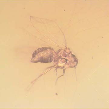 Rare Jumping Plant Lice In Dominican Amber Rare Jumping Plant Lice In Dominican Amber