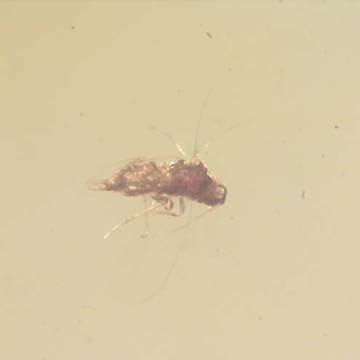 Rare Jumping Plant Lice In Dominican Amber Rare Jumping Plant Lice In Dominican Amber