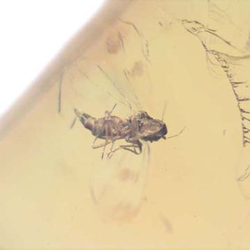 Rare Jumping Plant Lice In Dominican Amber