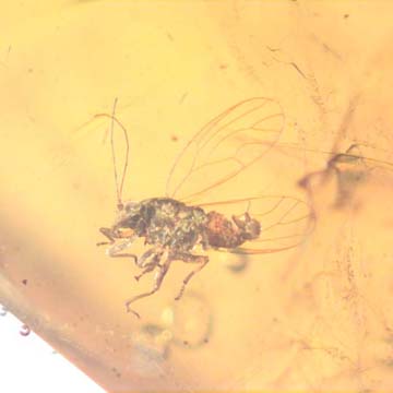 Rare Jumping Plant Lice In Dominican Amber Rare Jumping Plant Lice In Dominican Amber