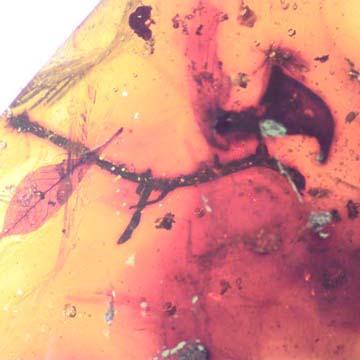 Rare Twig With Thorn And Leaf In Dominican Amber Rare Twig With Thorn And Leaf In Dominican Amber