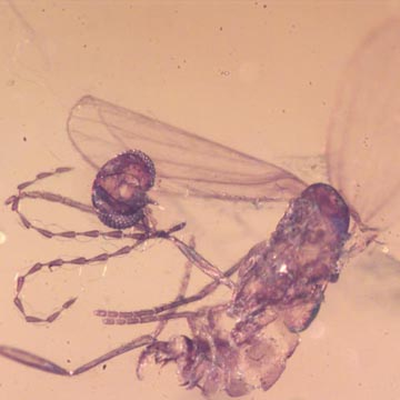 Rare Lost Head Moth Fly In Dominican Amber