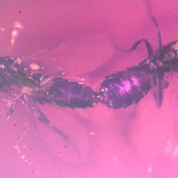 Rare Mating Black Scavenger Fly In Dominican Amber Rare Mating Black Scavenger Fly In Dominican Amber