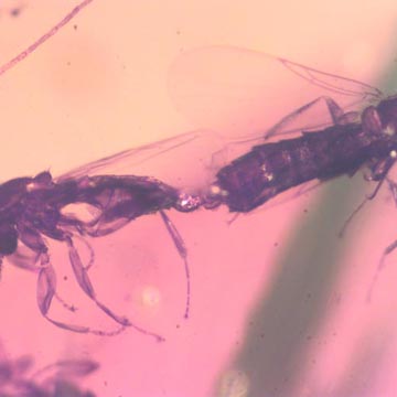 Rare Mating Black Scavenger Fly, Another Black Scavenger Fly And Gall Midge In Dominican Amber