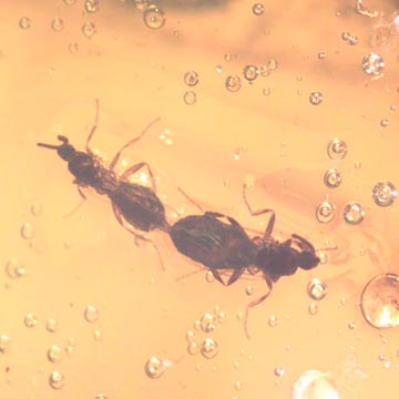 Rare Mating Black Scavenger Fly And Fairy Fly In Dominican Amber Rare Mating Black Scavenger Fly And Fairy Fly In Dominican Amber