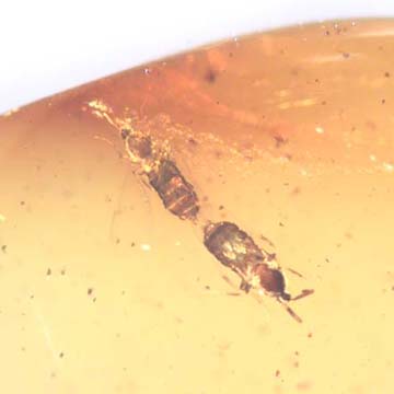 Rare Mating Flies In Dominican Amber Rare Mating Flies In Dominican Amber