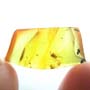 Rare Eleven Eggs And Fungus Gnat In Dominican Amber