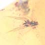 Rare Eleven Eggs And Fungus Gnat In Dominican Amber