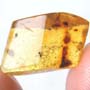 Rare Sixteen Eggs In Dominican Amber