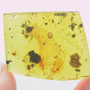 Are Two Eggs, Thrip, Elongate Springtail And Mite In Dominican Amber.