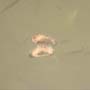 Are Two Eggs In Dominican Amber