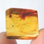 Rare Bunch Of Eggs And Stingless Bee In Dominican Amber