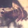 Rare Two Isopods In Dominican Amber