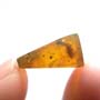 Rare Isopod, Unknown Bug And Beetle In Dominican Amber