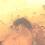 Rare Two Isopods In Dominican Amber