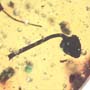 Rare 2 Unusual Flower Bud In Dominican Amber