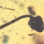 Rare 2 Unusual Flower Bud In Dominican Amber