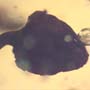Rare 2 Unusual Flower Bud In Dominican Amber