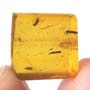 Rare Weevil In Dominican Amber