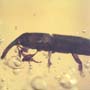Rare Two Weevils In Dominican Amber